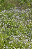 Miami Mist, Phacelia purshii