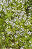 Miami Mist, Phacelia purshii