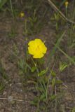 Canada Frostweed, Helianthemum canadense