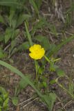 Canada Frostweed, Helianthemum canadense