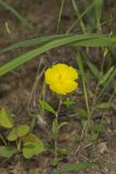 Canada Frostweed, Helianthemum canadense