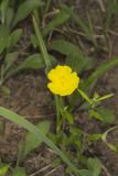 Canada Frostweed, Helianthemum canadense