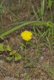 Canada Frostweed, Helianthemum canadense