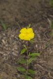 Canada Frostweed, Helianthemum canadense