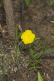 Canada Frostweed, Helianthemum canadense