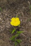 Canada Frostweed, Helianthemum canadense