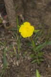 Canada Frostweed, Helianthemum canadense