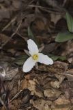 Snow Trillium, Trillium nivale