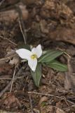 Snow Trillium, Trillium nivale