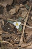 Snow Trillium, Trillium nivale