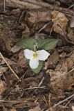 Snow Trillium, Trillium nivale