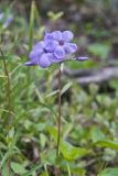 Creeping Phlox, Phlox stolonifera