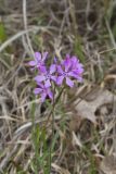 Downy Phlox, Phlox pilosa