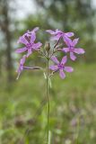 Downy Phlox, Phlox pilosa