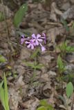 Downy Phlox, Phlox pilosa