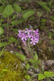 Downy Phlox, Phlox pilosa