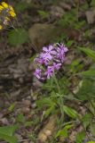 Downy Phlox, Phlox pilosa