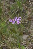 Downy Phlox, Phlox pilosa