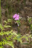 Mountain Phlox, Phlox latifolia