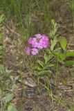 Mountain Phlox, Phlox latifolia