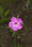 Mountain Phlox, Phlox latifolia