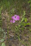 Mountain Phlox, Phlox latifolia