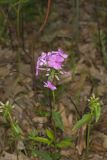 Mountain Phlox, Phlox latifolia