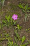 Mountain Phlox, Phlox latifolia