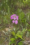 Mountain Phlox, Phlox latifolia