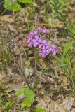 Mountain Phlox, Phlox latifolia