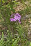 Mountain Phlox, Phlox latifolia