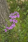 Mountain Phlox, Phlox latifolia