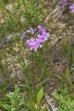 Mountain Phlox, Phlox latifolia