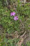 Mountain Phlox, Phlox latifolia