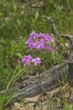 Mountain Phlox, Phlox latifolia