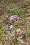Mountain Phlox, Phlox latifolia