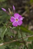 Mountain Phlox, Phlox latifolia