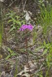 Mountain Phlox, Phlox latifolia