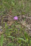 Mountain Phlox, Phlox latifolia