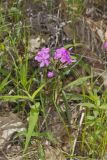Mountain Phlox, Phlox latifolia