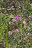Mountain Phlox, Phlox latifolia