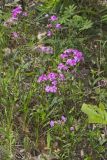 Mountain Phlox, Phlox latifolia
