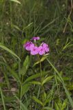 Smooth Phlox, Phlox glaberrima