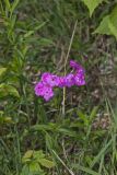Smooth Phlox, Phlox glaberrima