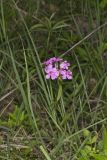 Smooth Phlox, Phlox glaberrima