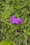 Smooth Phlox, Phlox glaberrima
