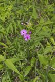 Smooth Phlox, Phlox glaberrima
