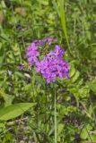 Smooth Phlox, Phlox glaberrima