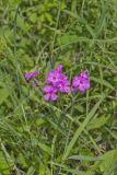 Smooth Phlox, Phlox glaberrima