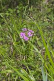 Smooth Phlox, Phlox glaberrima